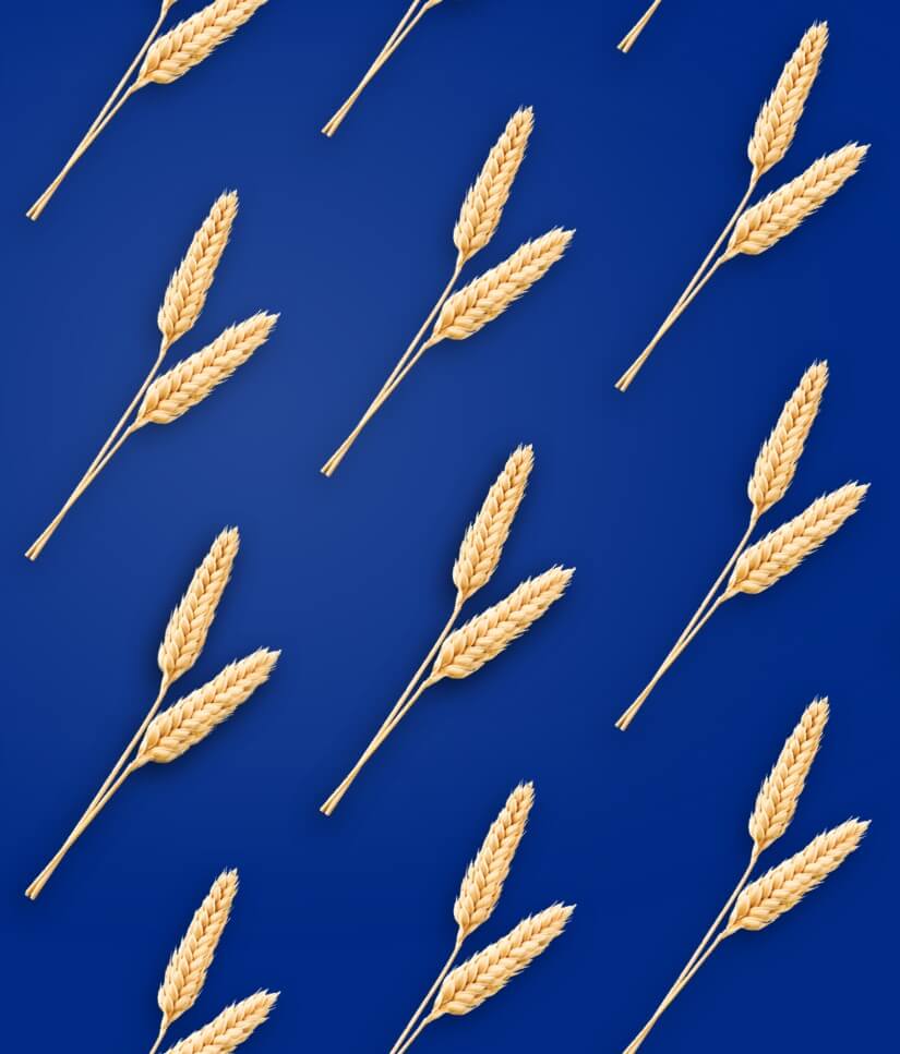 Filière Blé