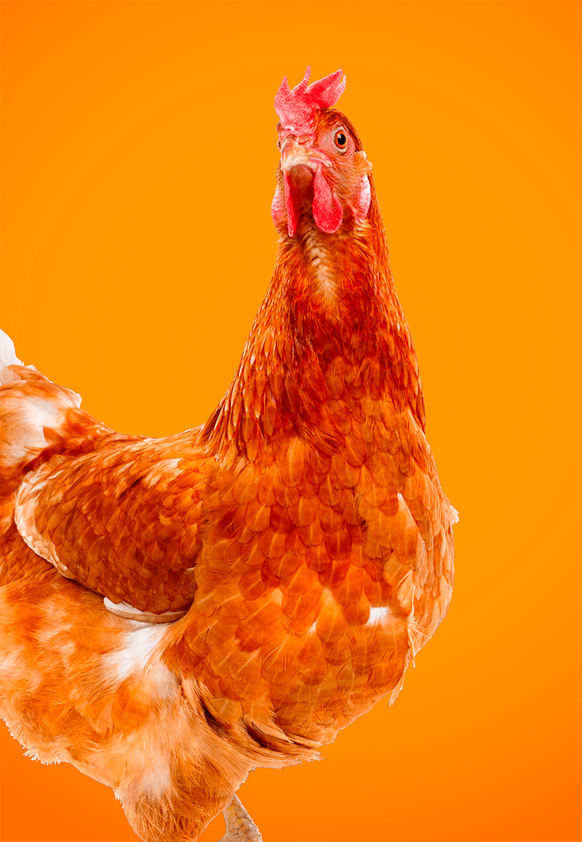 Image décoractive : Photographie d'une poule